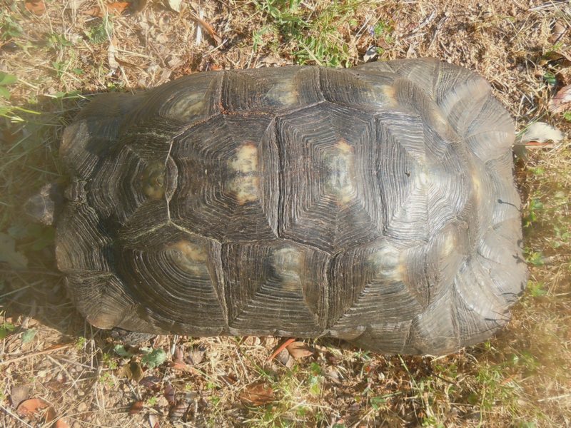 Testudo marginata..